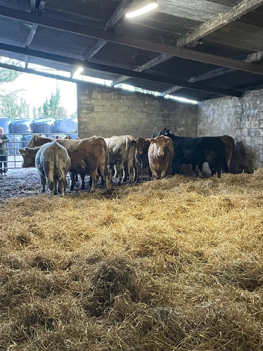 Super Springers - Image 1