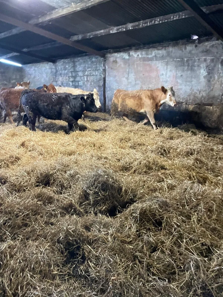 Super Springers - Image 3