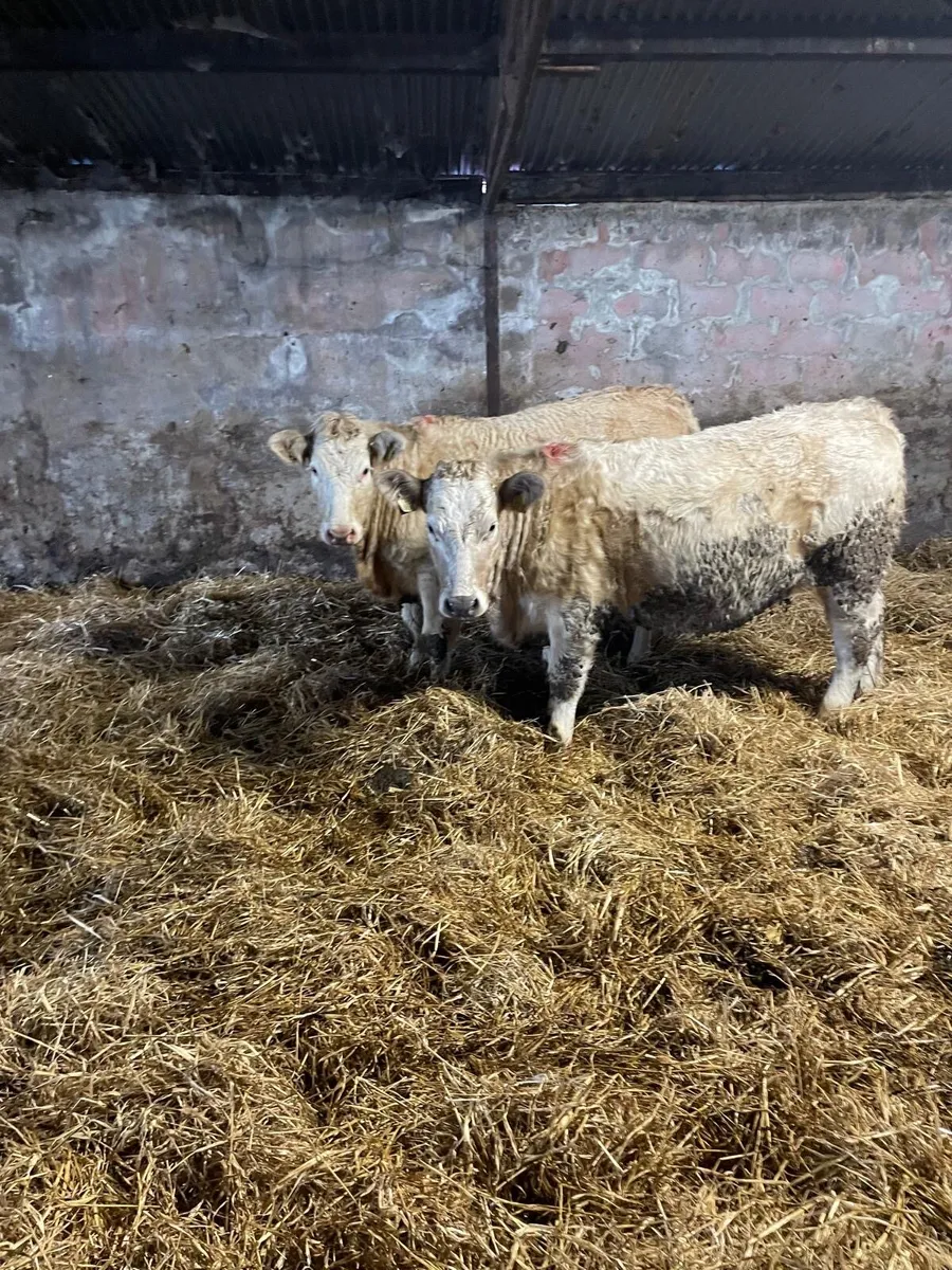 Super Springers - Image 4