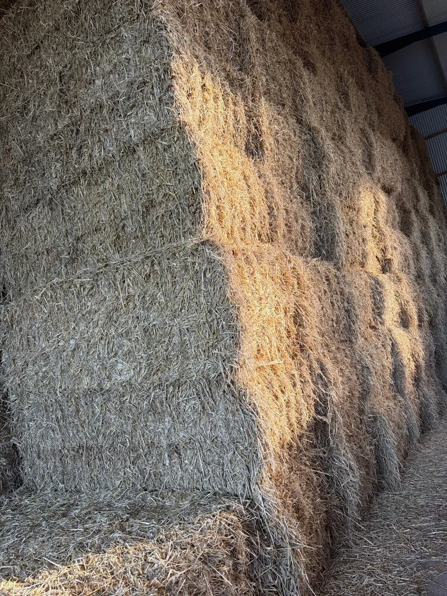 Chopped wheaten straw - Image 2