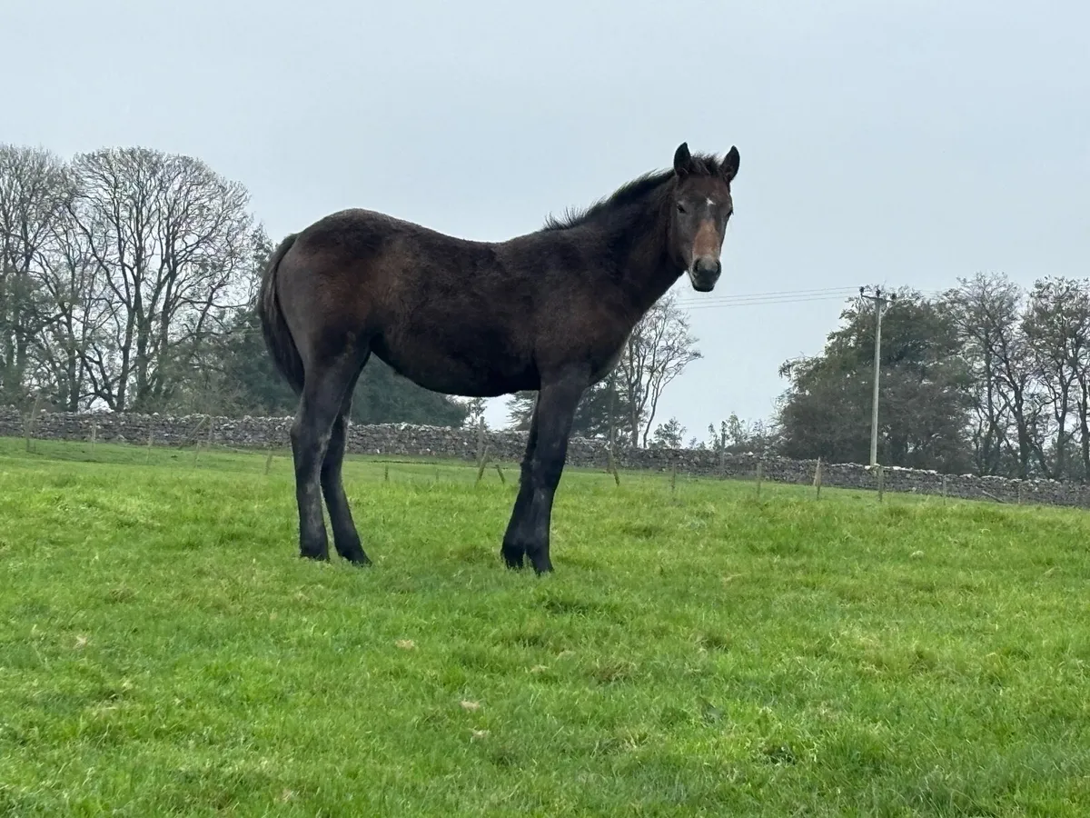 Connemara foals - Image 1