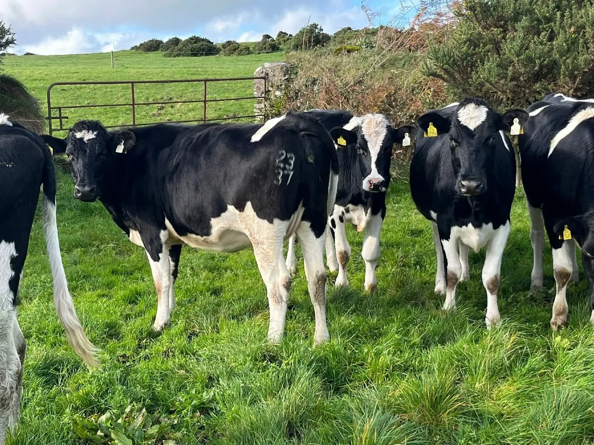18 Hol/Fr Feb/Mar Calving Heifers - Image 2