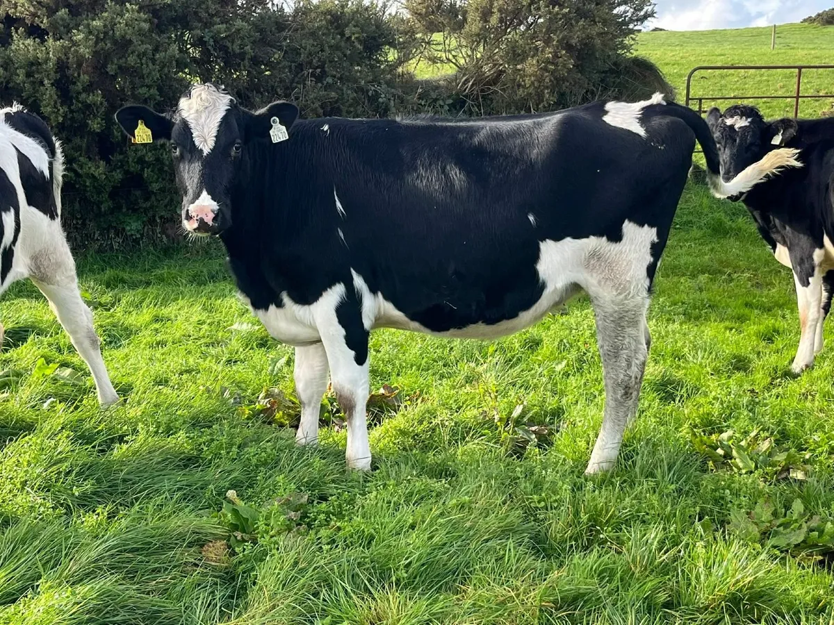 18 Hol/Fr Feb/Mar Calving Heifers - Image 4