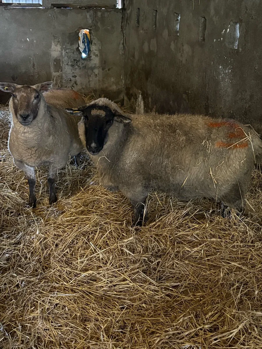 Ewes in lamb - Image 1