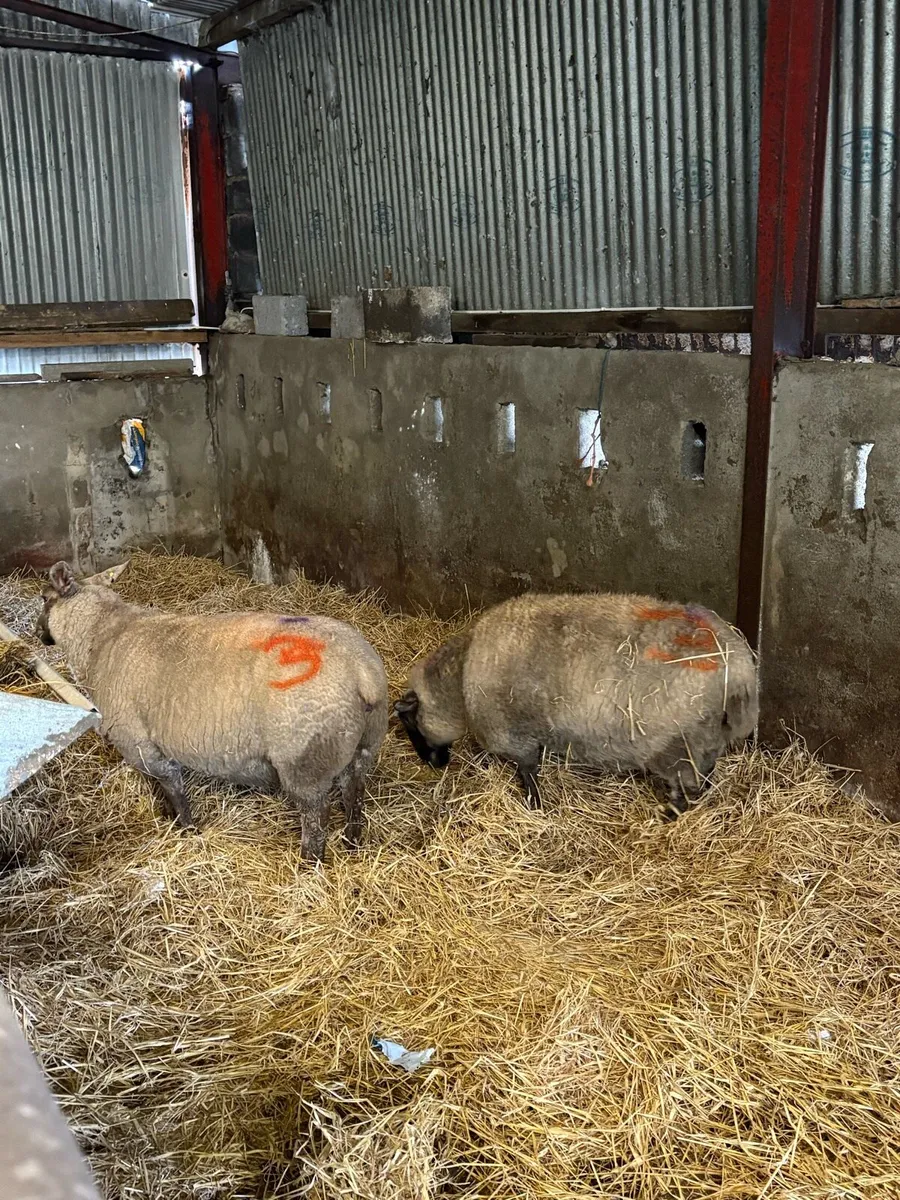 Ewes in lamb - Image 2