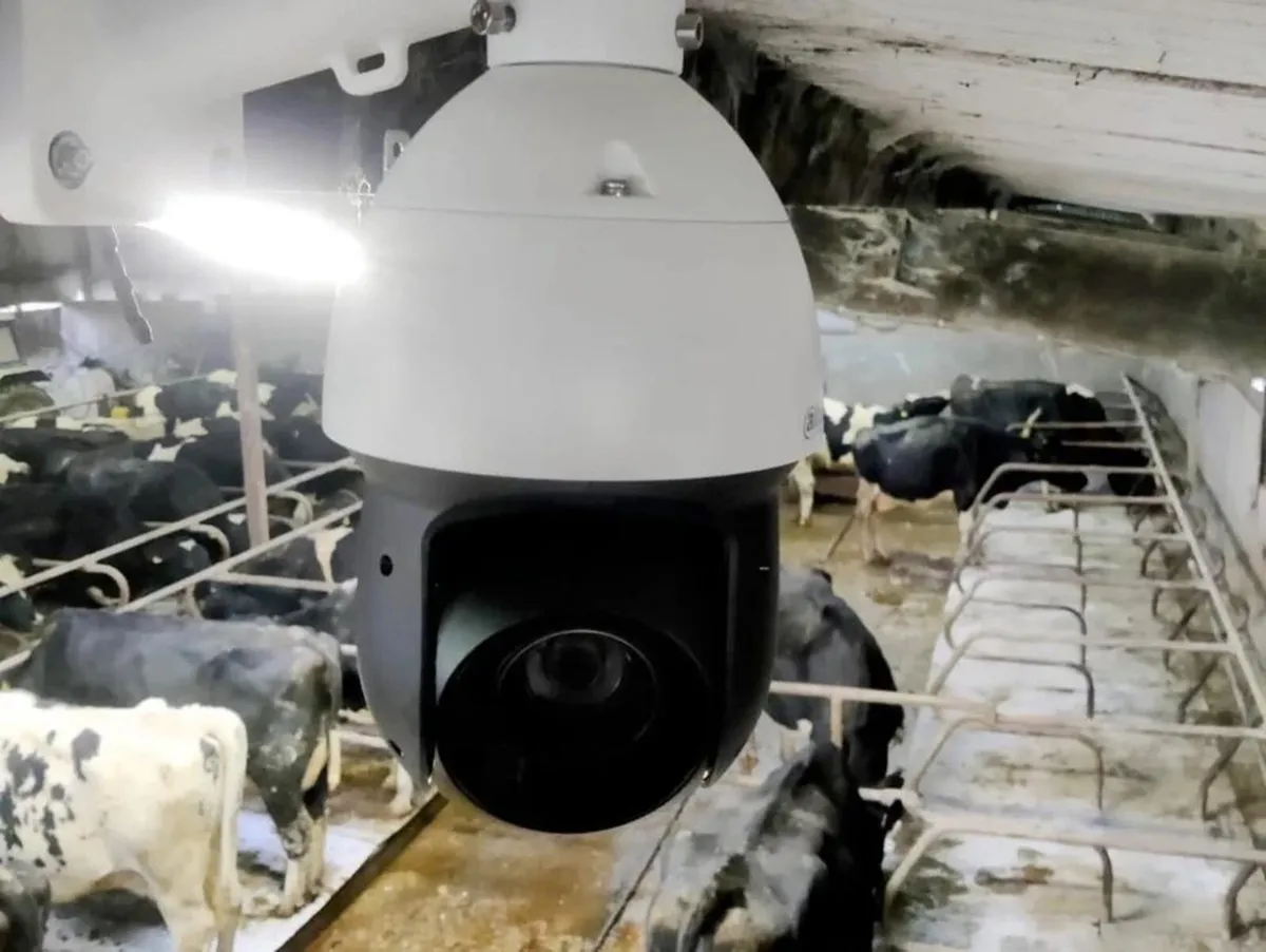 Calving camera - Image 1