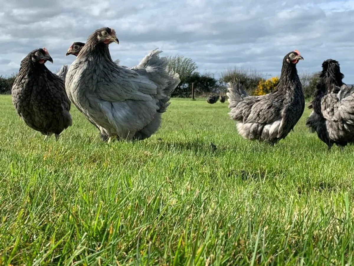 Laying Hens - Nationwide Delivery - Image 1