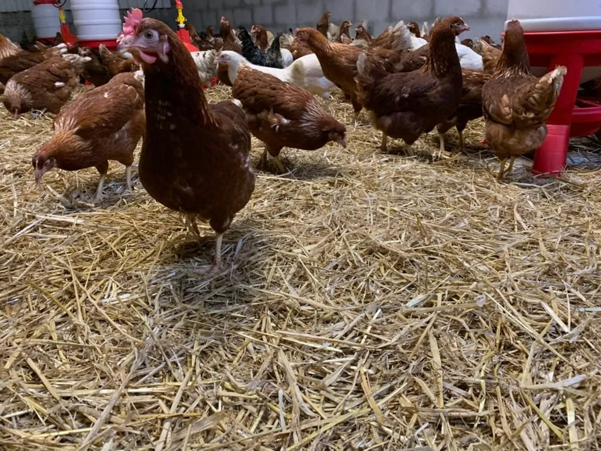 Point Of Lay Pullets - Image 3