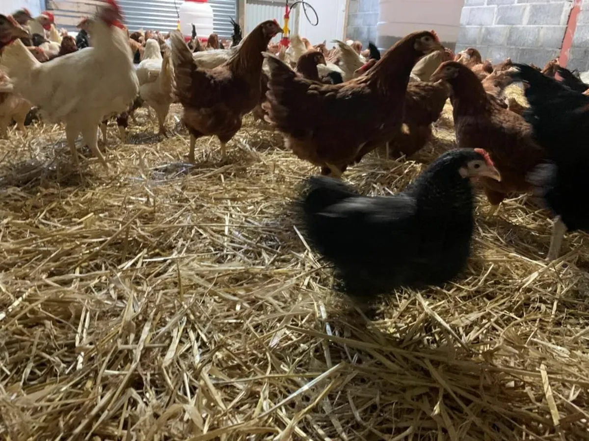 Point Of Lay Pullets - Image 4