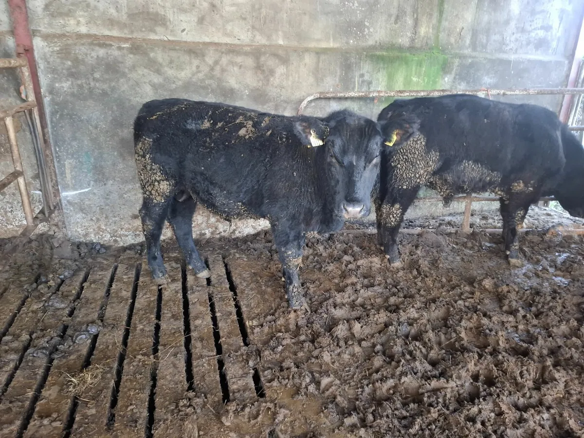 ORGANIC AA BULLS - Image 1