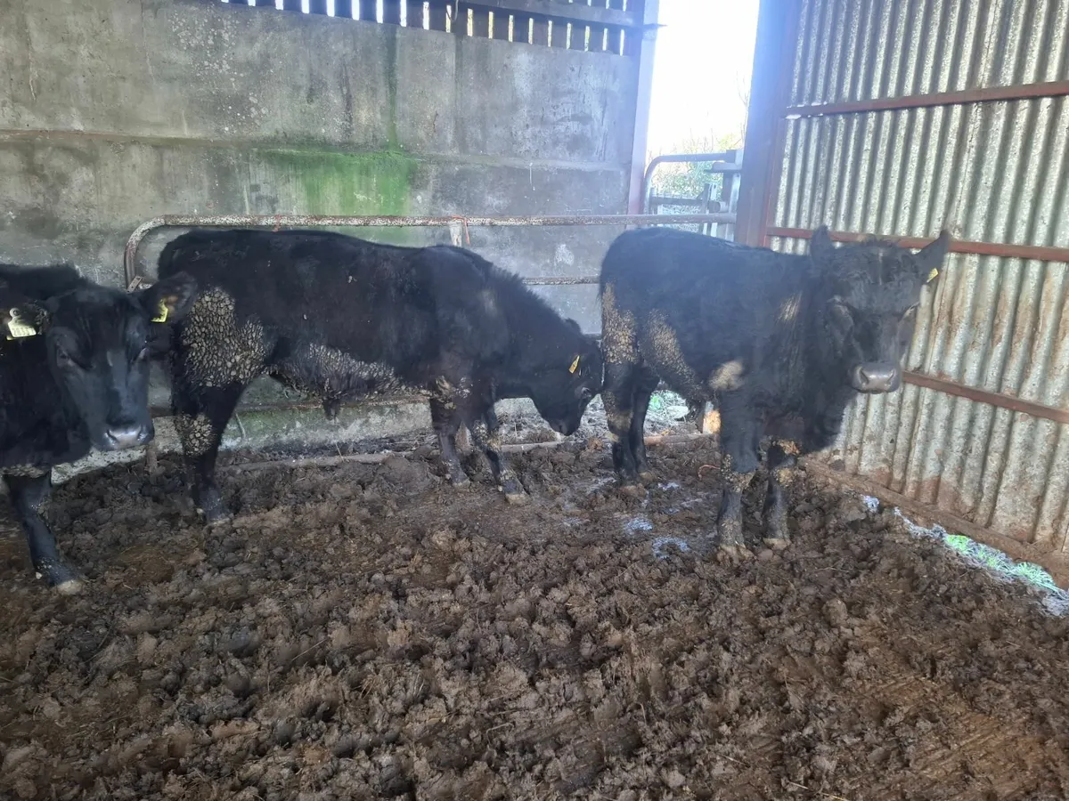 ORGANIC AA BULLS - Image 2