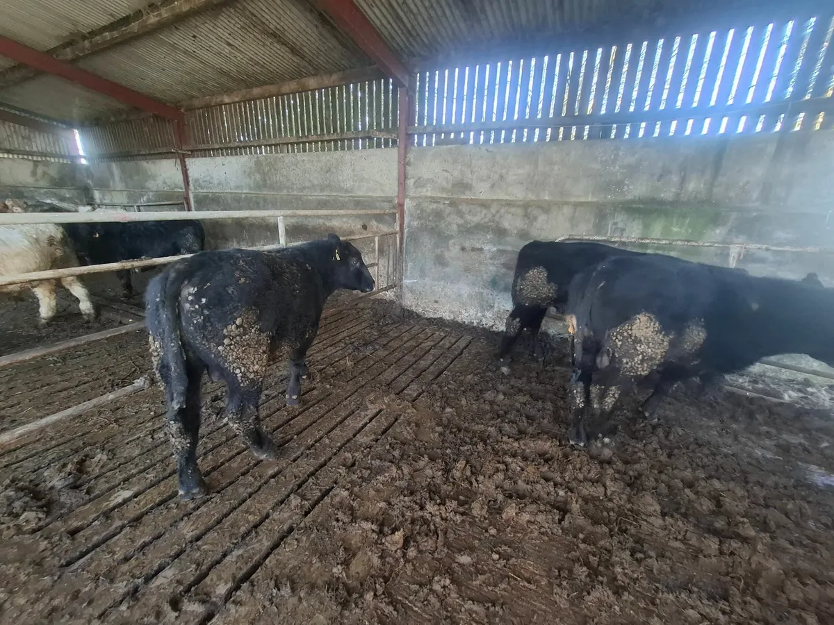 ORGANIC AA BULLS - Image 3