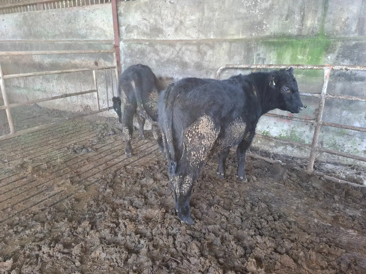 ORGANIC AA BULLS - Image 4