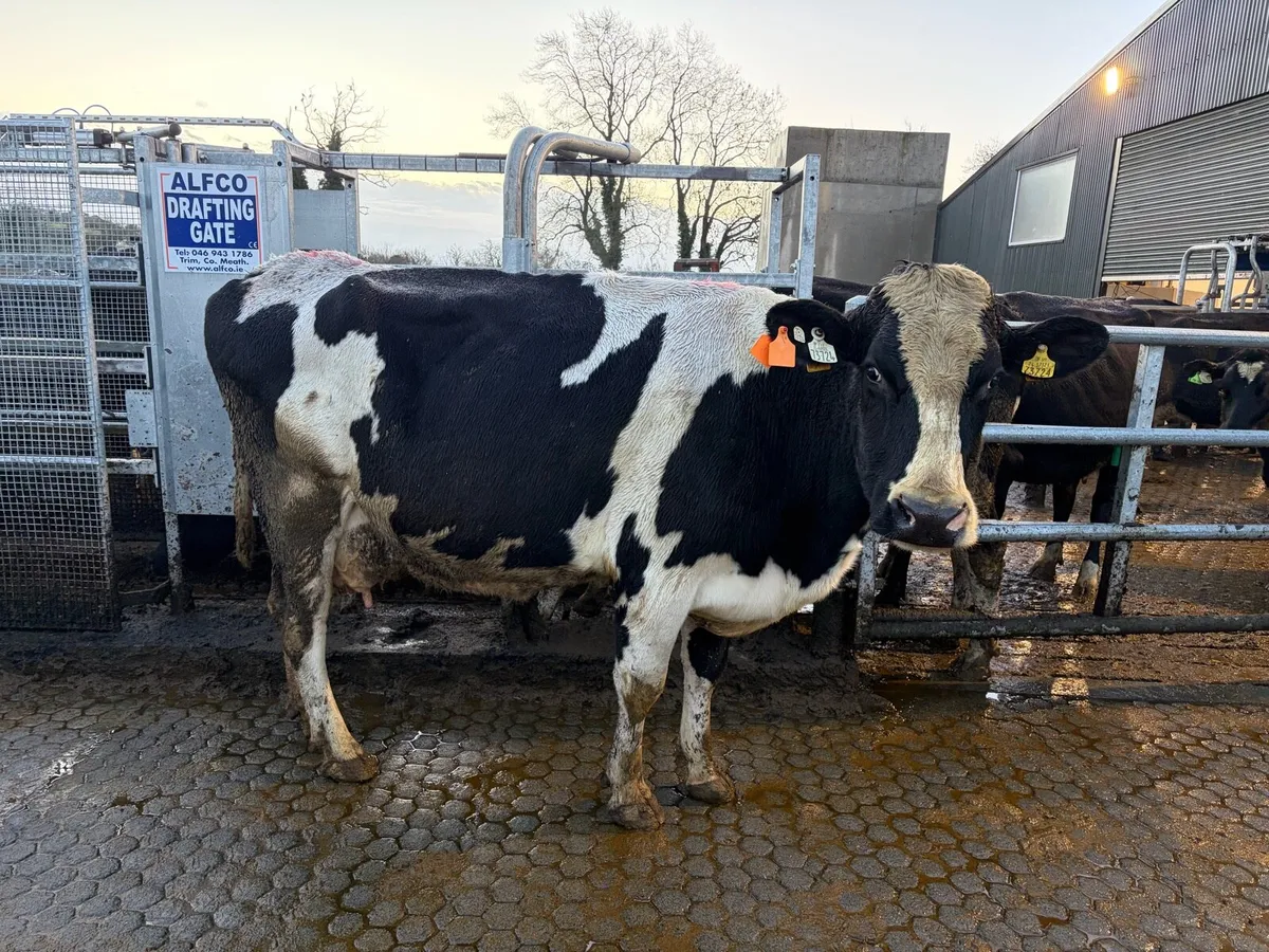 Autumn calving incalf cows - Image 1