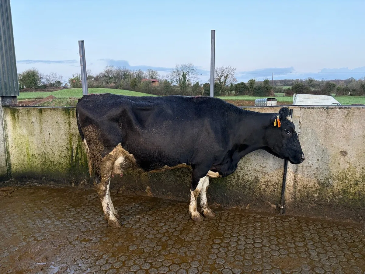 Autumn calving incalf cows - Image 2