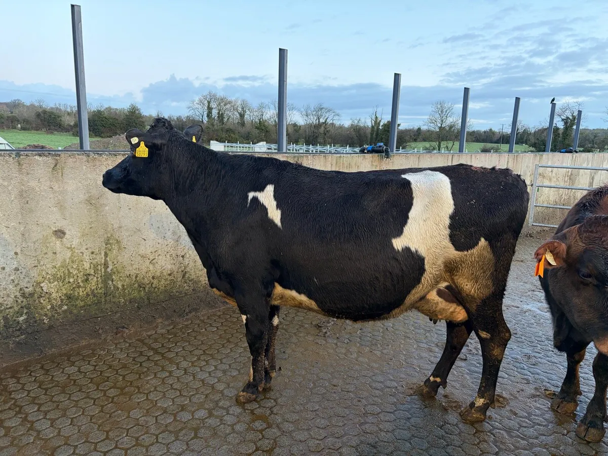 Autumn calving incalf cows - Image 3