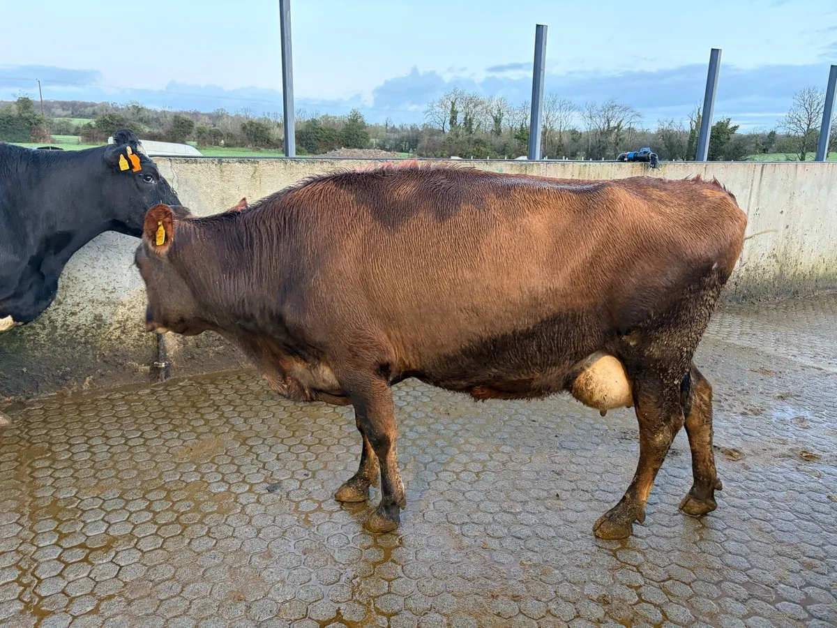 Autumn calving incalf cows - Image 4