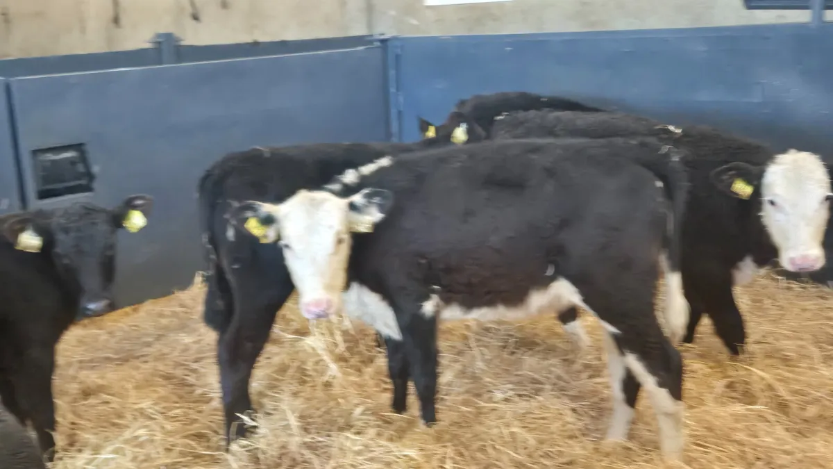 15 Proper Heifers for sale Top Class 👌 - Image 4