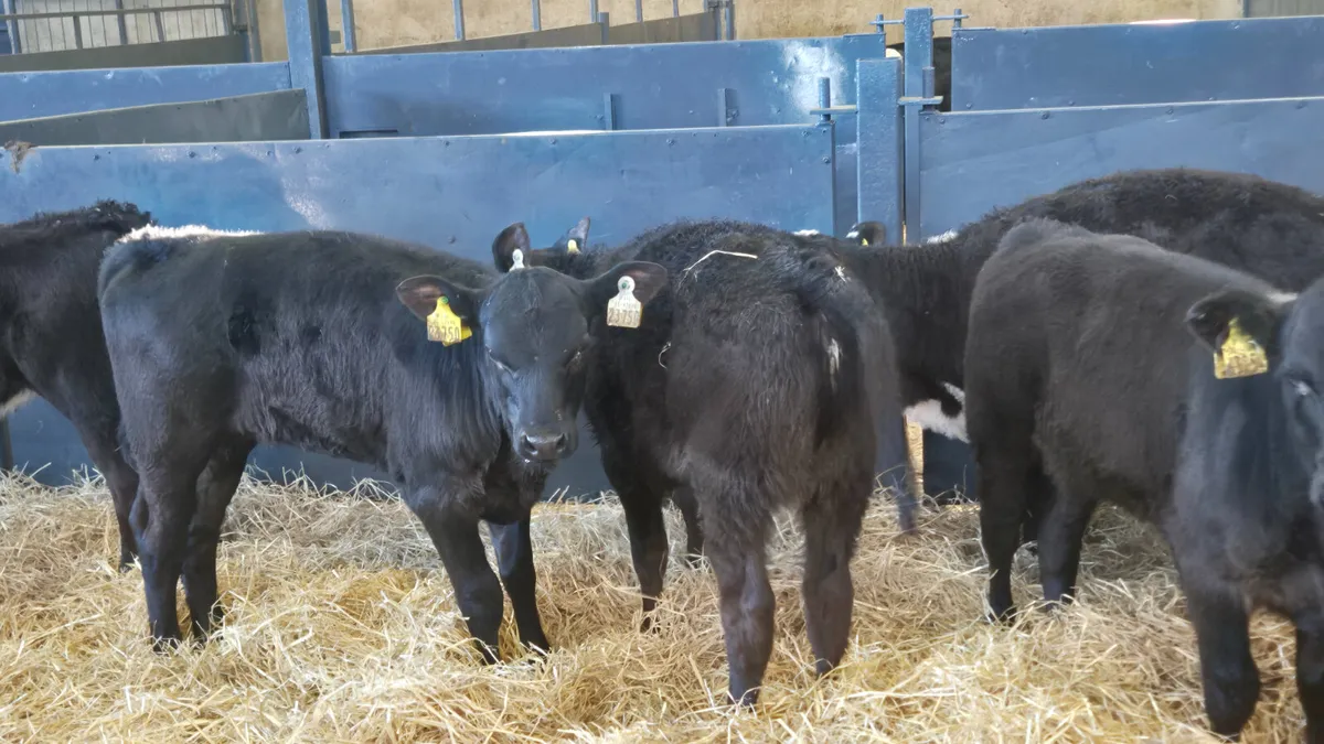 15 Proper Heifers for sale Top Class 👌 - Image 1