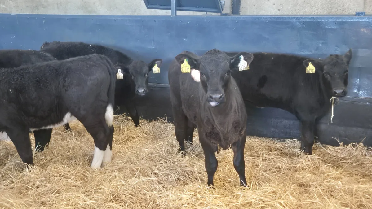 15 Proper Heifers for sale Top Class 👌 - Image 2