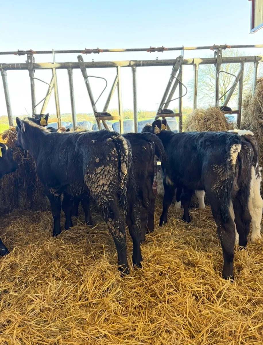 8 super well reared heifer calves - Image 1