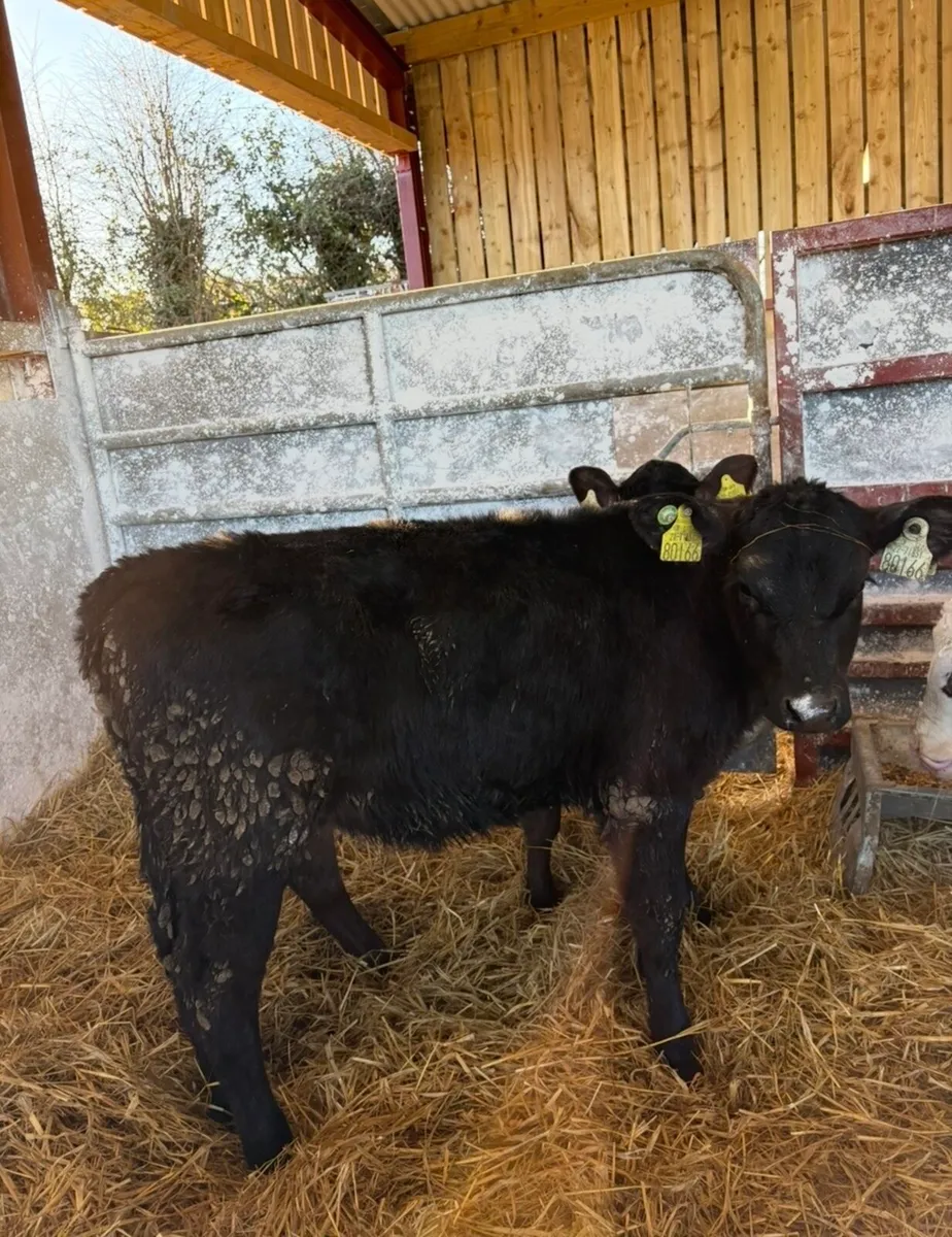 8 super well reared heifer calves - Image 3