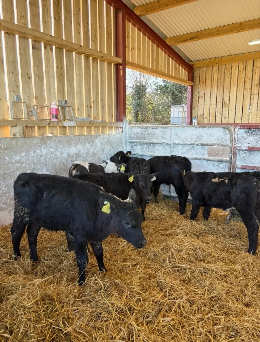 8 super well reared heifer calves - Image 4