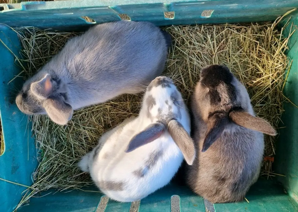Rabbits - Image 1