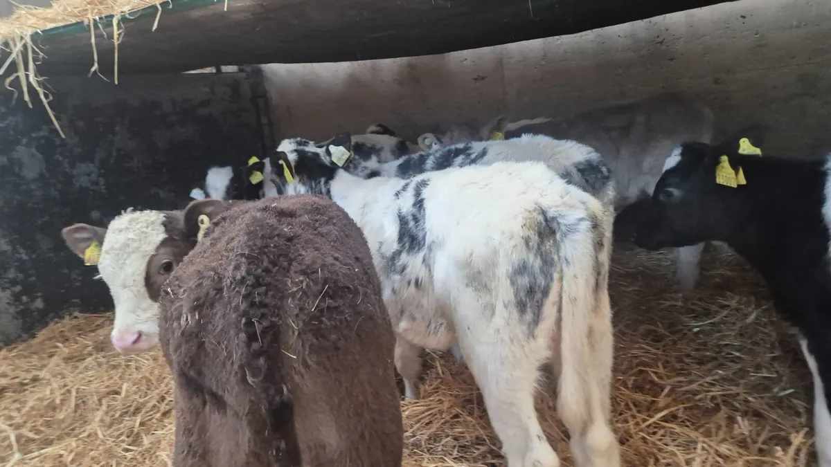 10 Quality Continental heifers for sale - Image 4