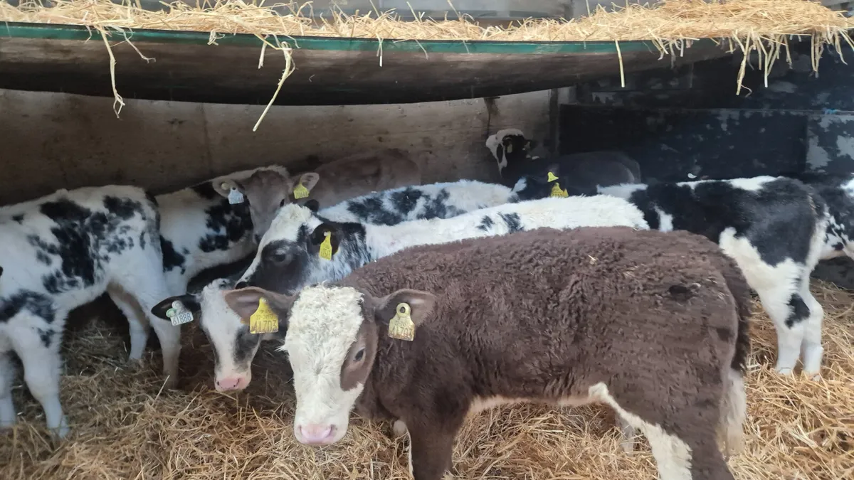10 Quality Continental heifers for sale - Image 2