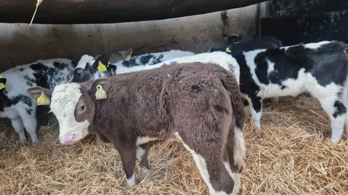 10 Quality Continental heifers for sale - Image 1