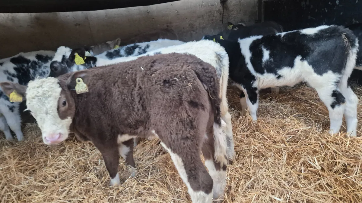 10 Quality Continental heifers for sale - Image 3