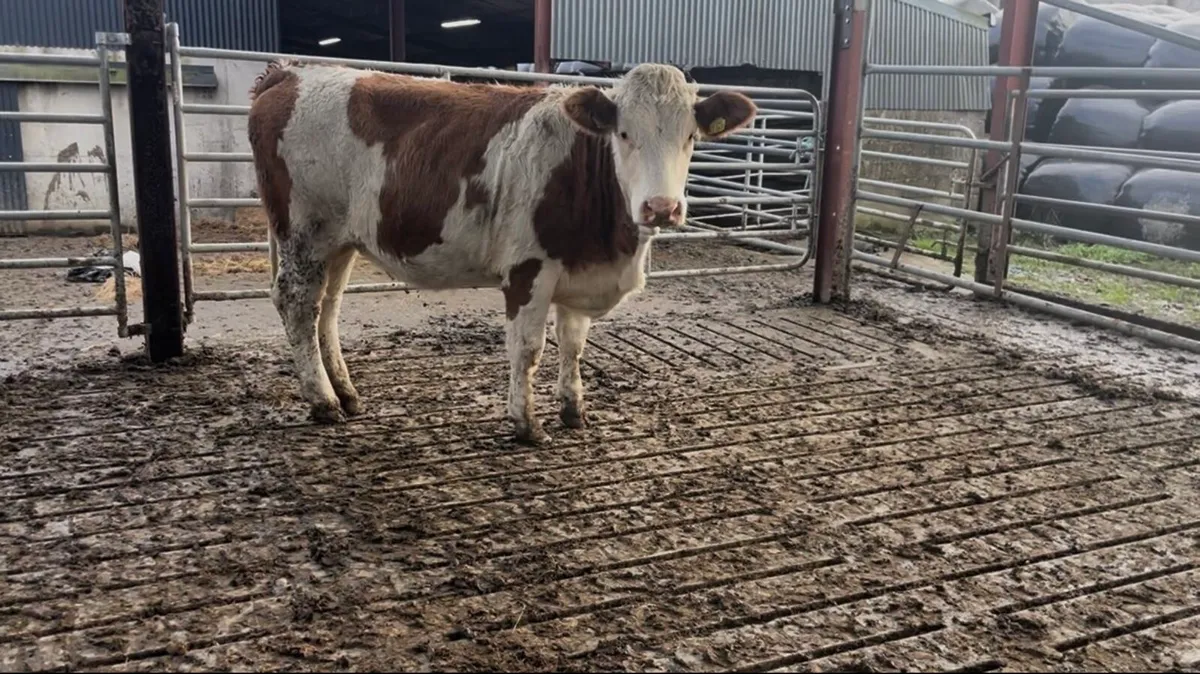 PBR incalf heifer - Image 1