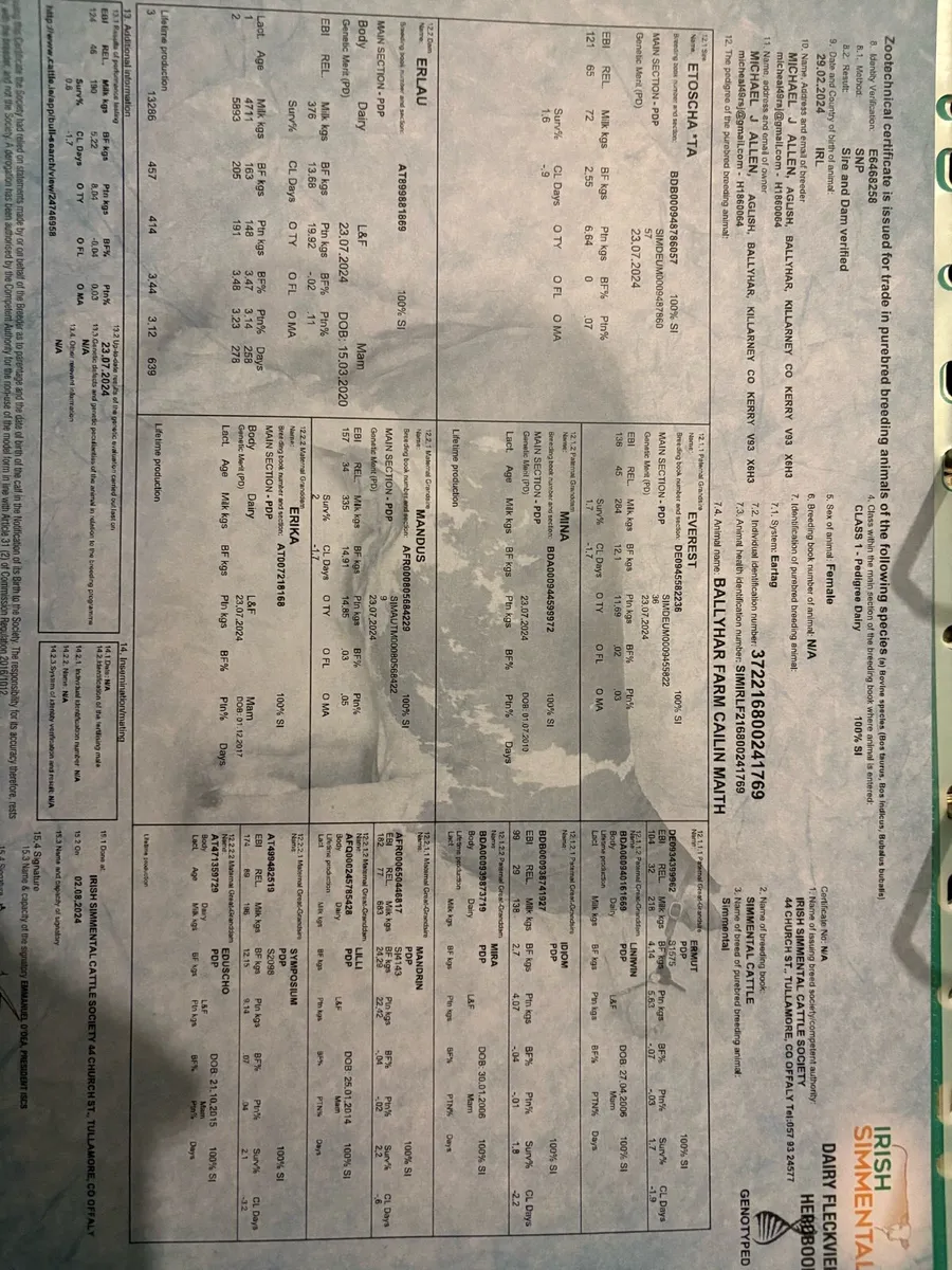 PBR incalf heifer - Image 4