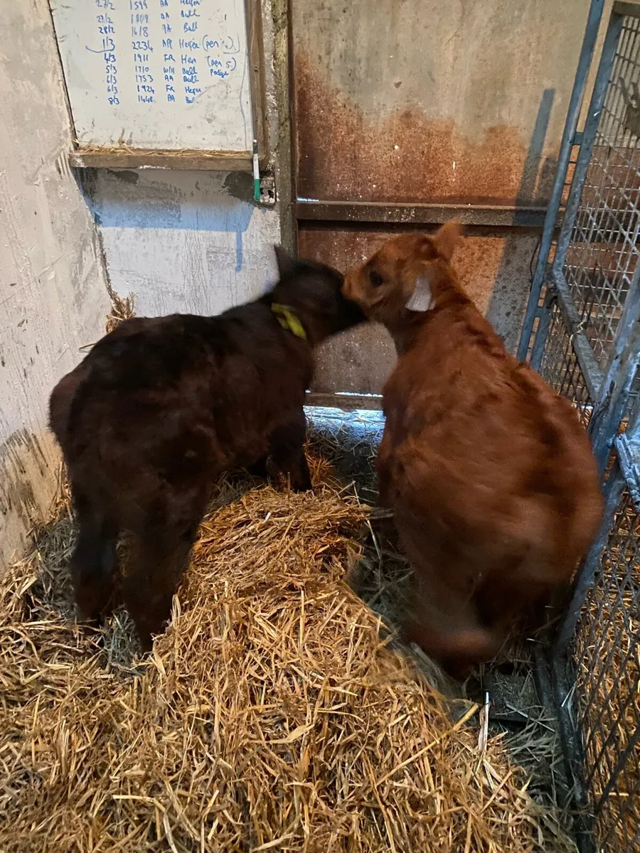 Calves - Image 1