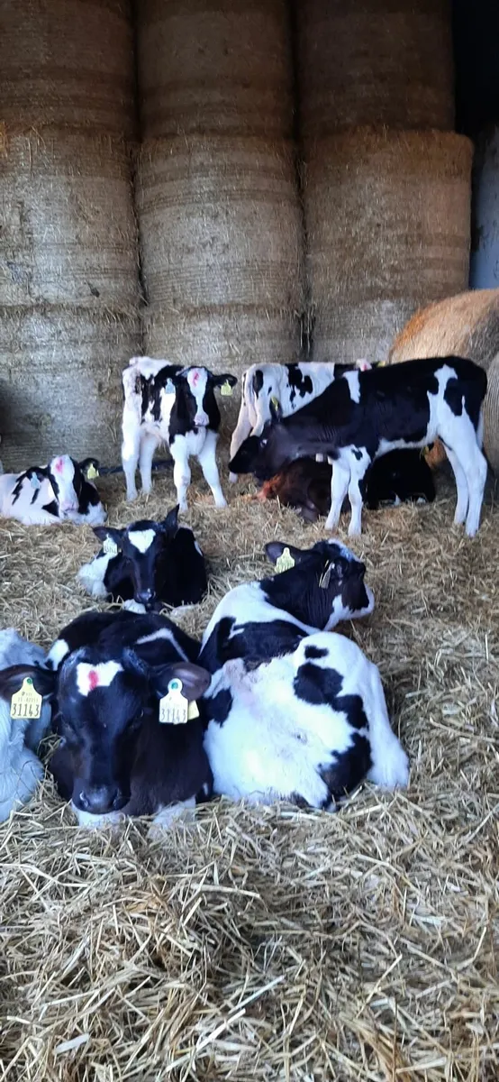 15 Nov born fr bull calves for sale - Image 2