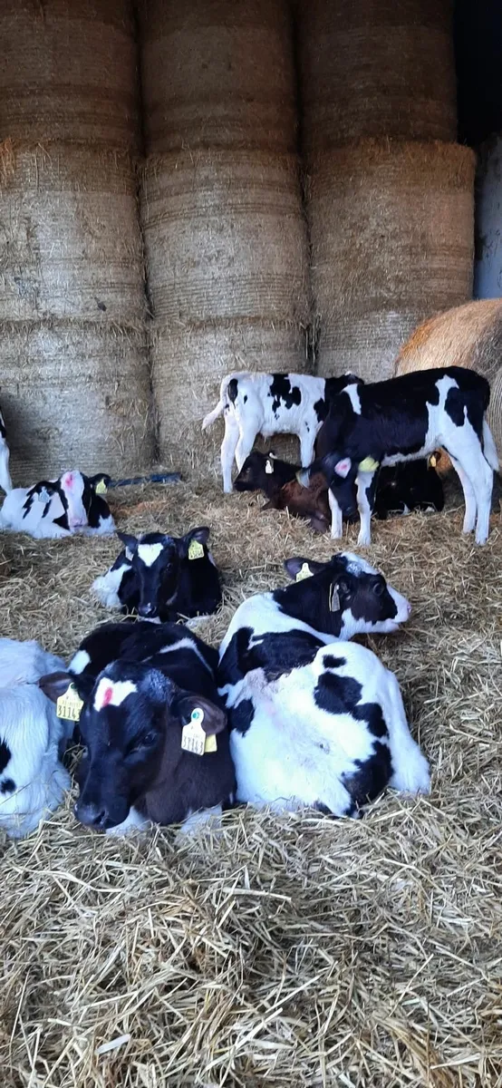 15 Nov born fr bull calves for sale - Image 3