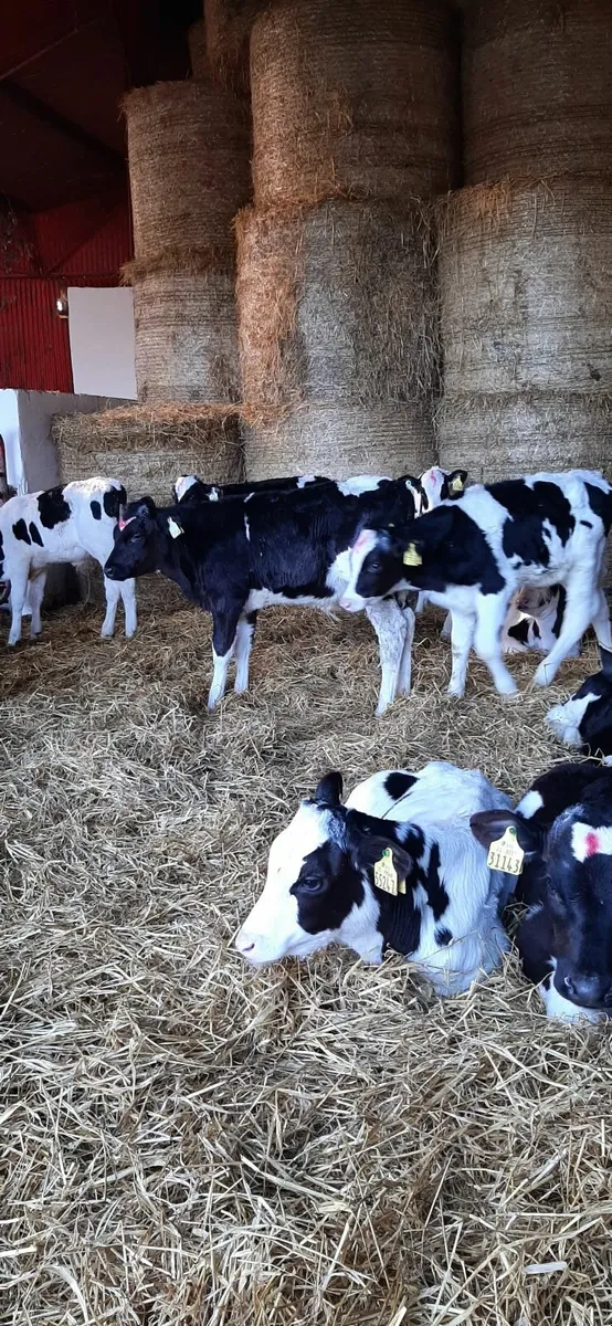 15 Nov born fr bull calves for sale - Image 1