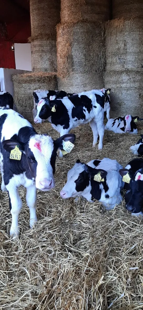 15 Nov born fr bull calves for sale - Image 4