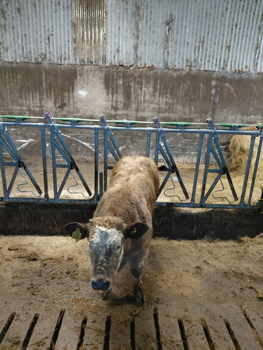 2 CHAROLAIS SUCK CALVES - BULLS - Image 2