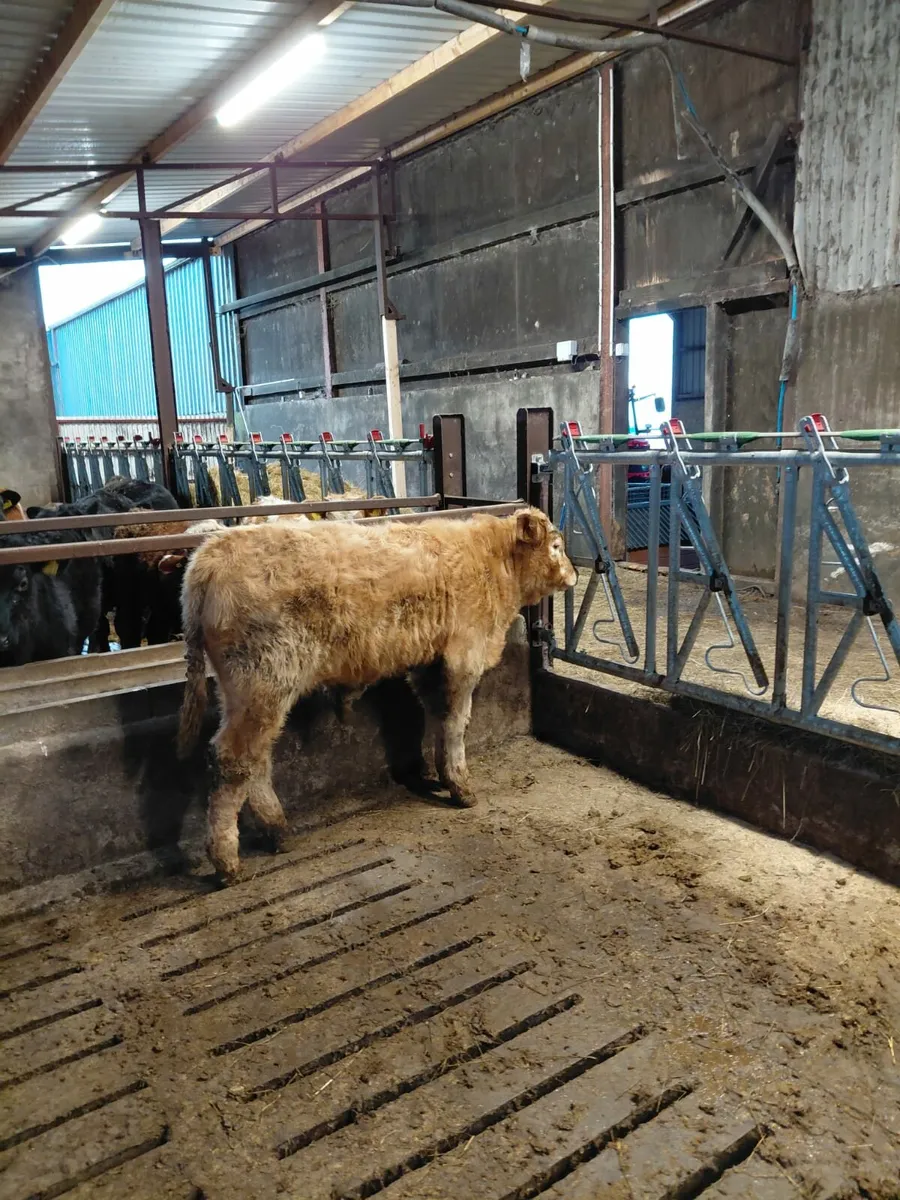 2 CHAROLAIS SUCK CALVES - BULLS - Image 3