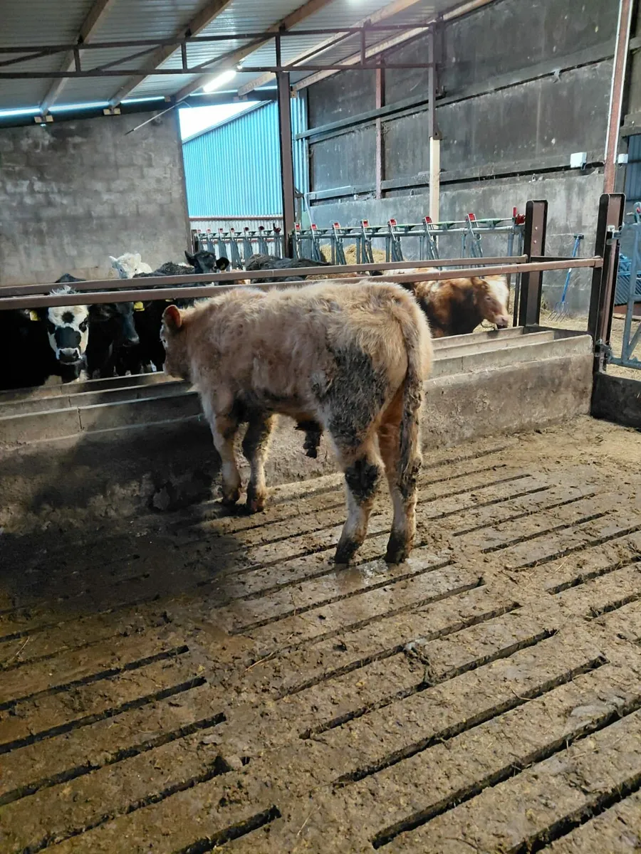 2 CHAROLAIS SUCK CALVES - BULLS - Image 4