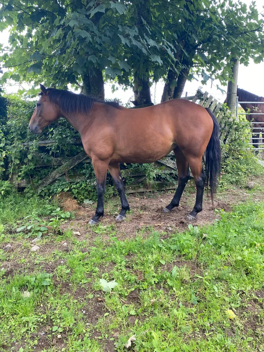 OBOS 6yrold - Image 3