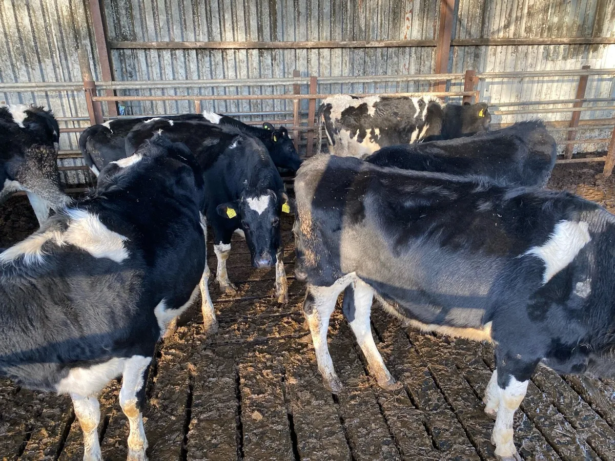 In Calf heifers - Image 1