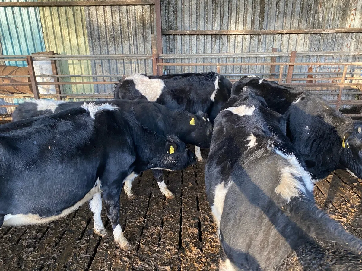 In Calf heifers - Image 2