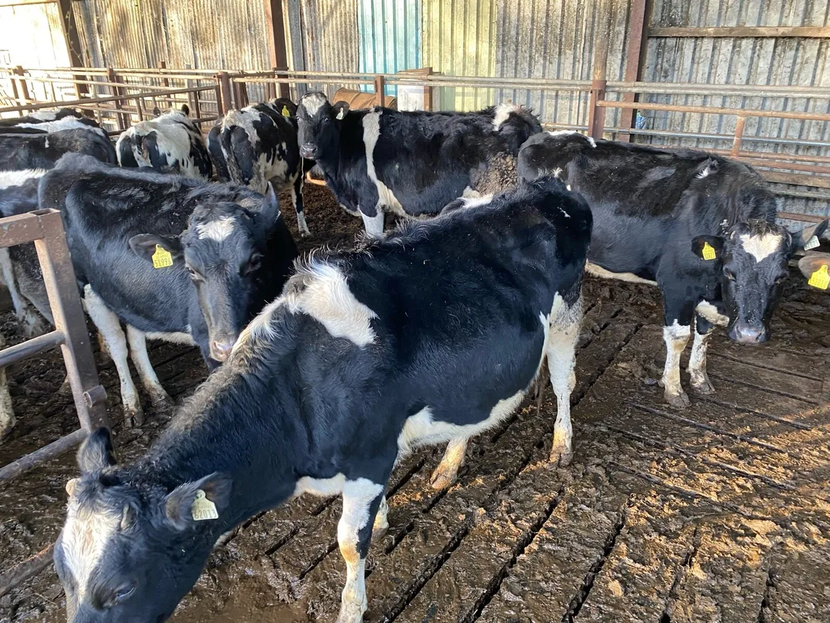 In Calf heifers - Image 3