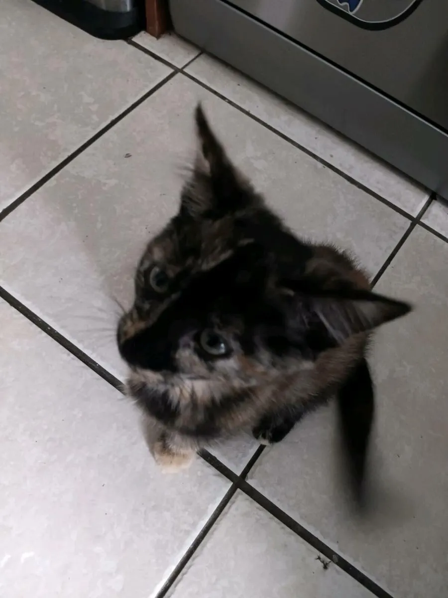 Kitten for adoption - Image 2