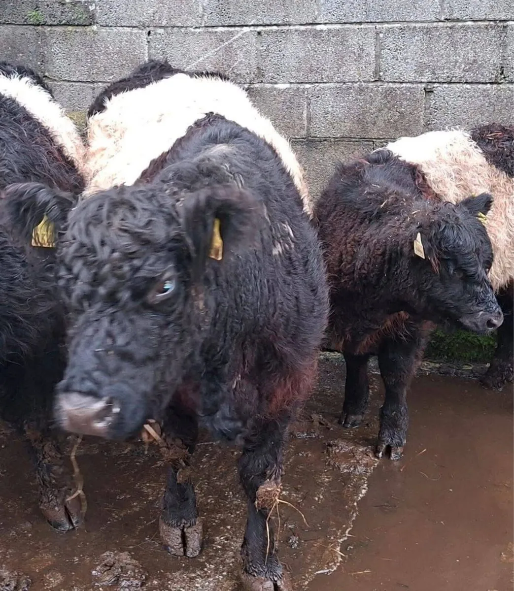 PBR Galloway Cattle - Mid Kerry Co-Op Mart - Image 2