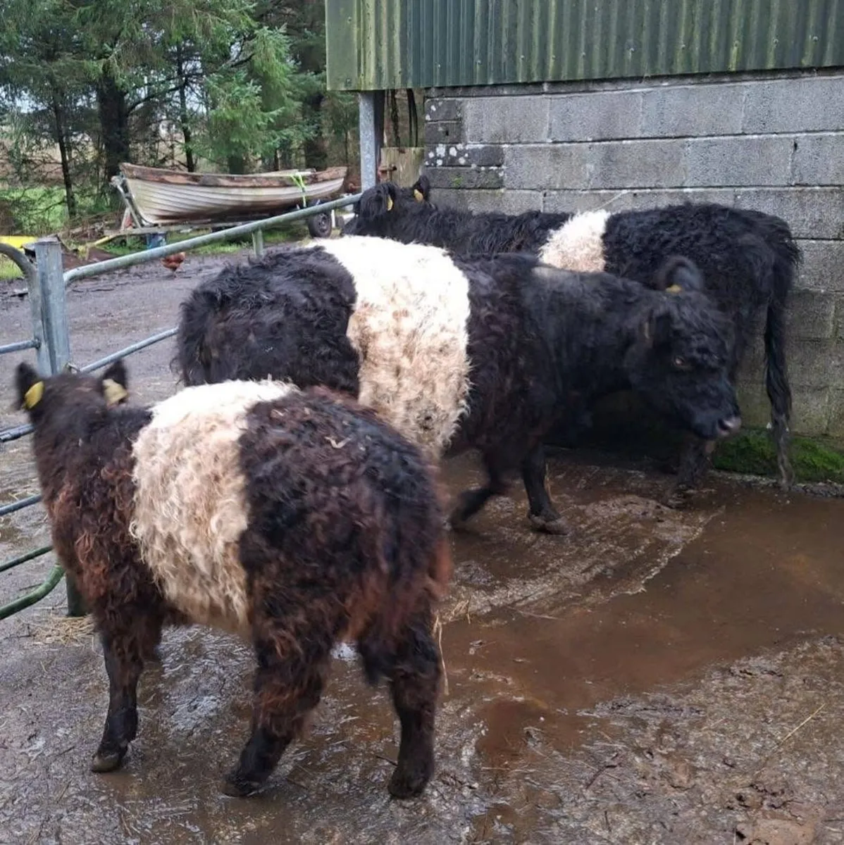 PBR Galloway Cattle - Mid Kerry Co-Op Mart - Image 3