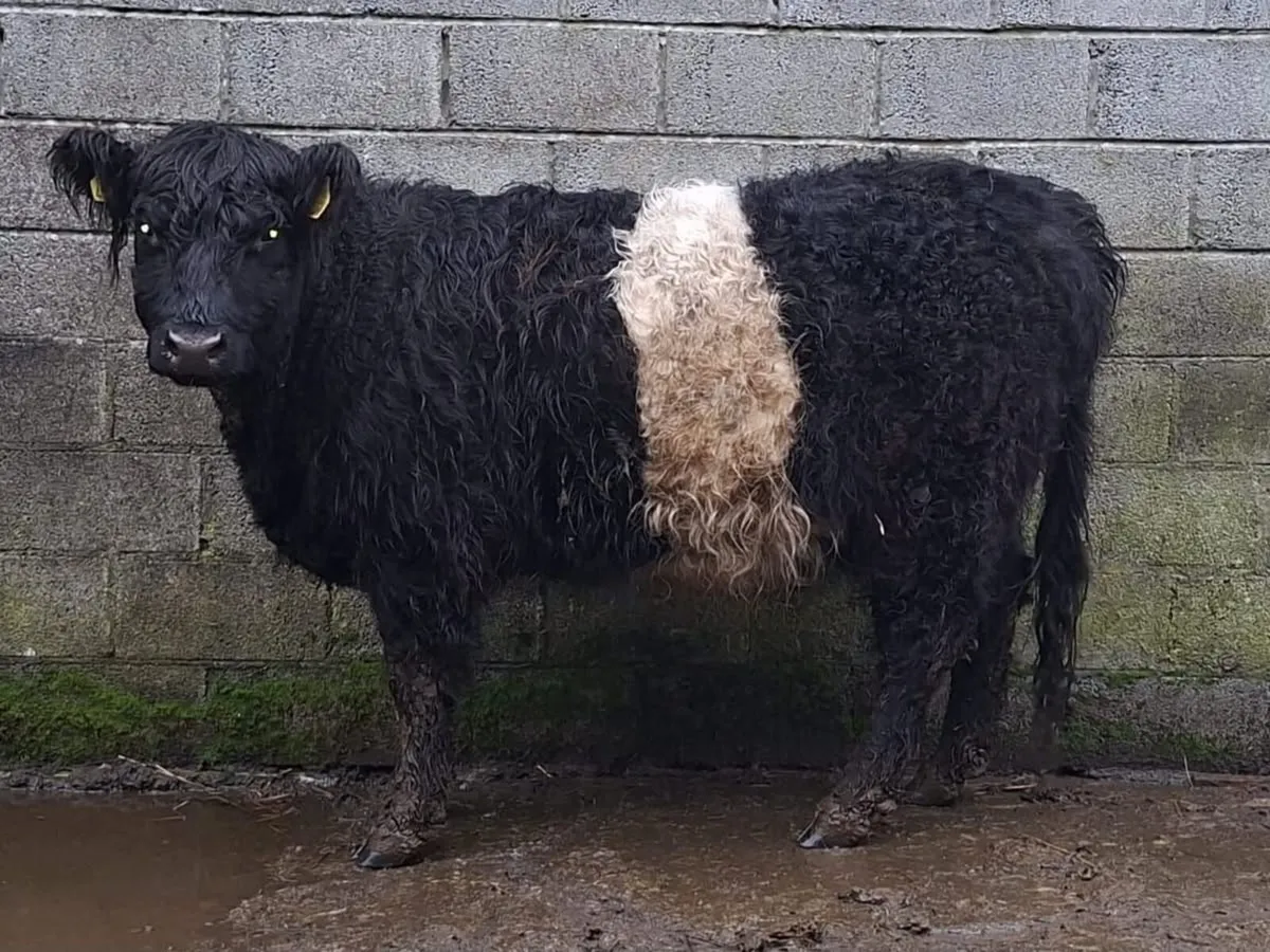 PBR Galloway Cattle - Mid Kerry Co-Op Mart - Image 1